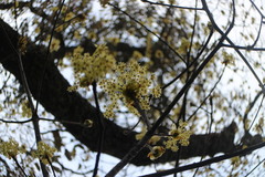 Sassafras randaiense