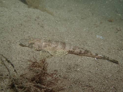 Flathead (Inegocia japonica) — Platycephalidae — 4