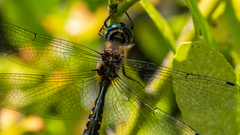 Hemicordulia armstrongi