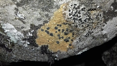 Lecidea lithophila