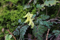 Corydalis pallida
