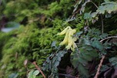 Corydalis pallida