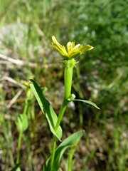 Acanthocephalus benthamianus