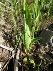 Acanthocephalus benthamianus