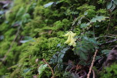 Corydalis pallida
