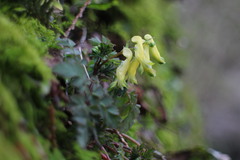 Corydalis pallida