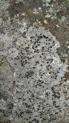 Lecidea lithophila