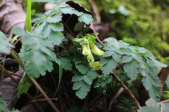 Corydalis pallida