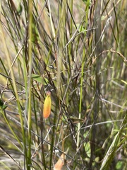 Marianthus bignoniaceus