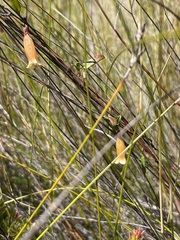 Marianthus bignoniaceus