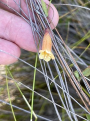 Marianthus bignoniaceus