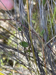 Marianthus bignoniaceus