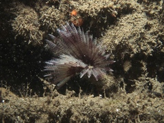 Sabellida