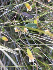 Marianthus bignoniaceus