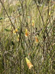 Marianthus bignoniaceus
