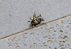 Chondropyga dorsalis