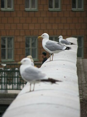 Larus argentatus