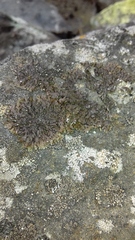 Xanthoparmelia pulla