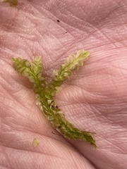 Lophocolea semiteres