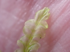 Lophocolea semiteres