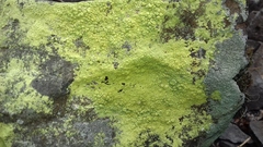 Chrysothrix chlorina