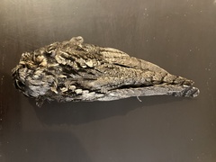 Caprimulgus europaeus meridionalis