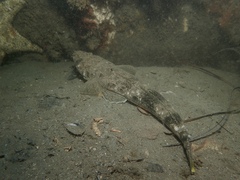 Platycephalus westraliae