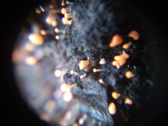Stilbella fimetaria