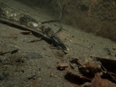 Platycephalus westraliae