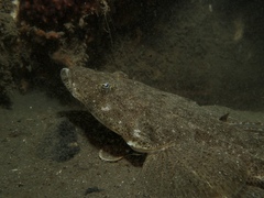 Platycephalus westraliae
