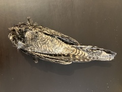 Caprimulgus europaeus meridionalis