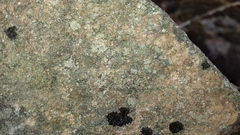 Gyrographa gyrocarpa