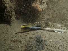 Platycephalus westraliae