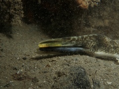 Platycephalus westraliae