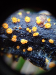 Arachnopeziza aurelia