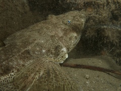 Platycephalus westraliae