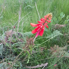 Erythrina humeana