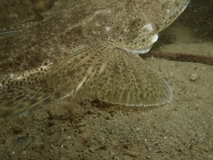 Platycephalus westraliae