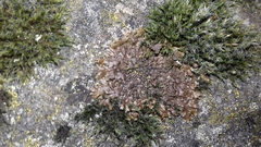 Xanthoparmelia pulla