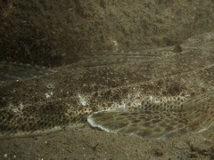 Platycephalus westraliae