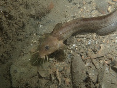 Whitelip Catfish photo 3