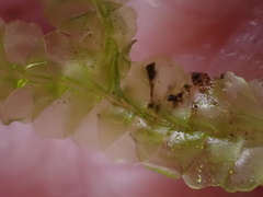 Lophocolea semiteres