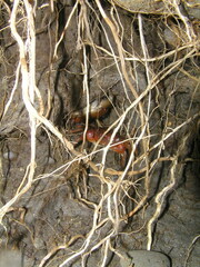 Orisarma intermedium