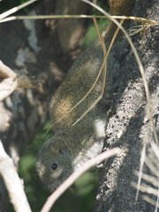 Callosciurus erythraeus styani
