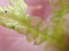 Lophocolea semiteres