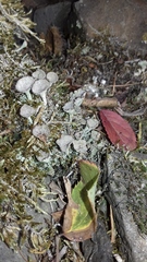 Cladonia pyxidata