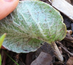 Pelargonium asarifolium