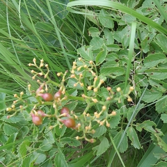 Cyphostemma natalitium