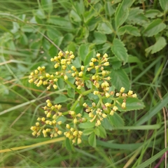 Cyphostemma natalitium