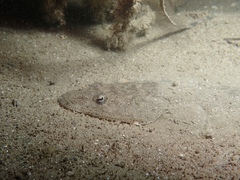 Platycephalidae